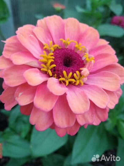 Семена цветов сразу в грунт