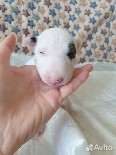 Щенки стандартного бультерьера