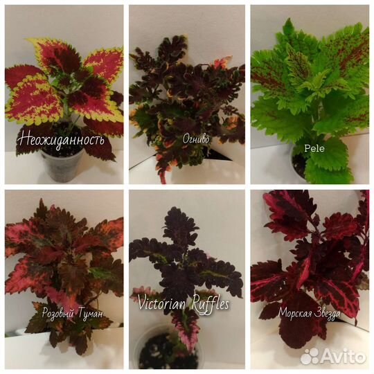 Колеусы сортовые