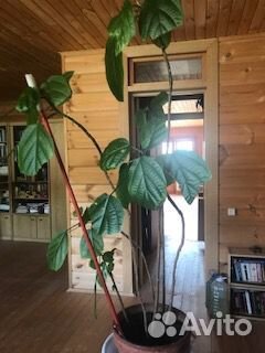 Продам комнатные цветы