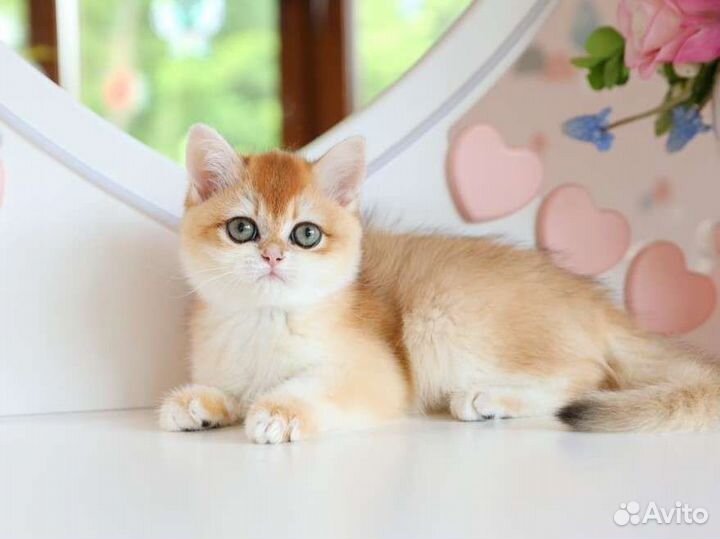 Британская золотая шиншилла ny 12