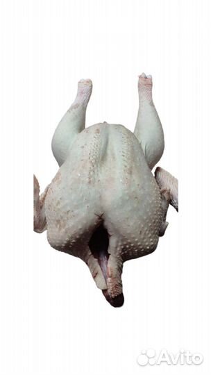 Мясо домашней индейки