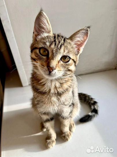 Василиска (3 мес.) с шикарными кисточками на ушах