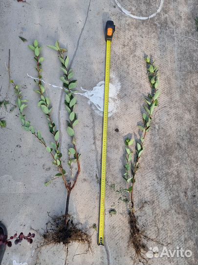 Жимолость красная, жимолость синяя, канадская