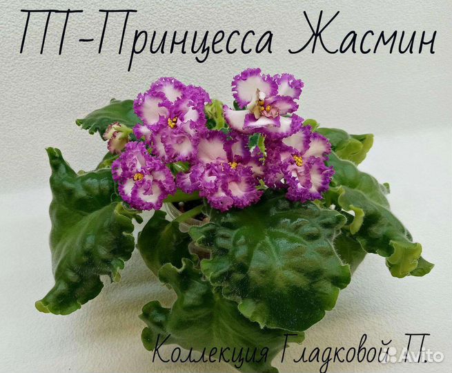 Фиалки черенки