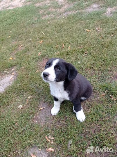 Собака в добрые руки щенок