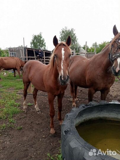 Кобыла с жеребчиком