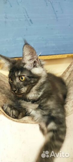 Мейн-кун девочки