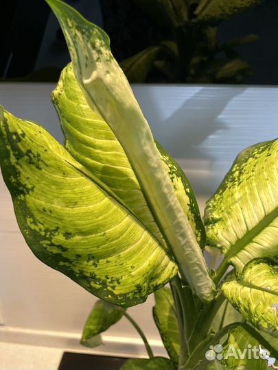 Диффенбахия со светлыми листьями