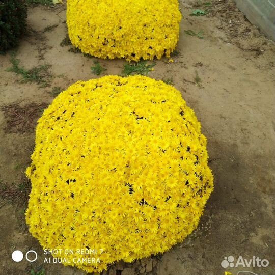 Растения для сада