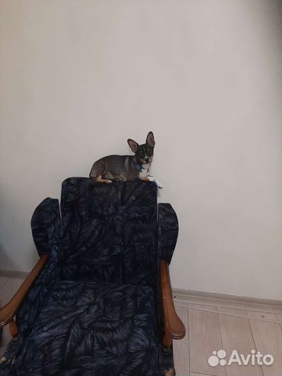 Домашние животные собаки маленькие