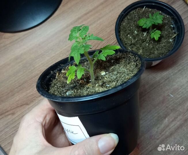 Рассада помидор