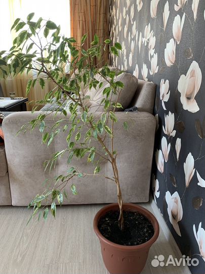 Фикус Бенджамина