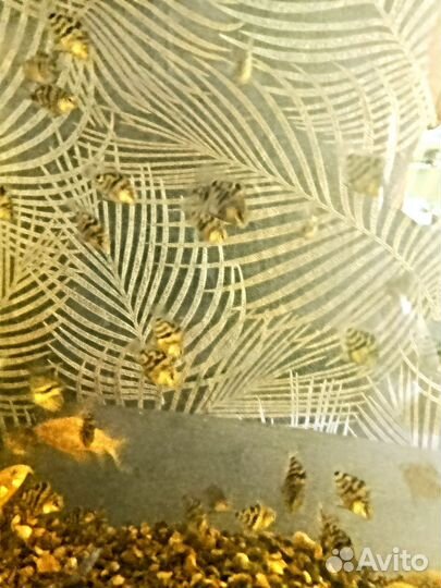 Сапфировые попугайчики