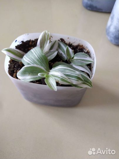 Традесканция