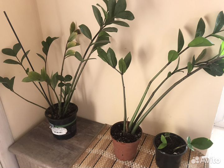 Замиокулькас