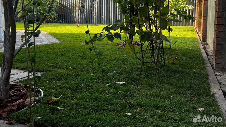 Автополив.Озеленение и благоустройство