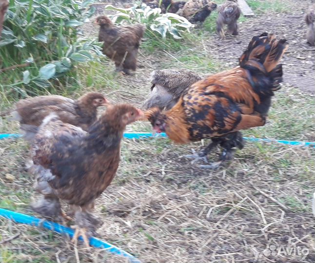 Цыплята брама