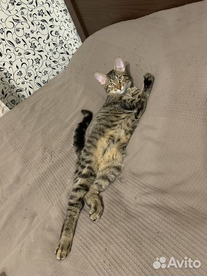 Кот вязка
