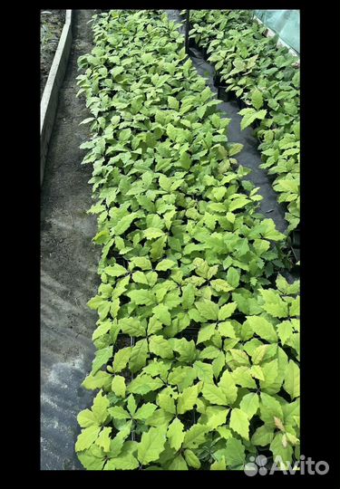 Дуб красный саженцы желуди красного дуба