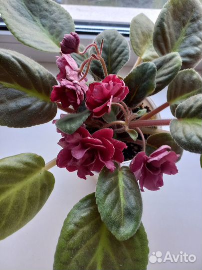 Срез листа фиалки