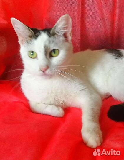 Оставили на даче кошечку подростка