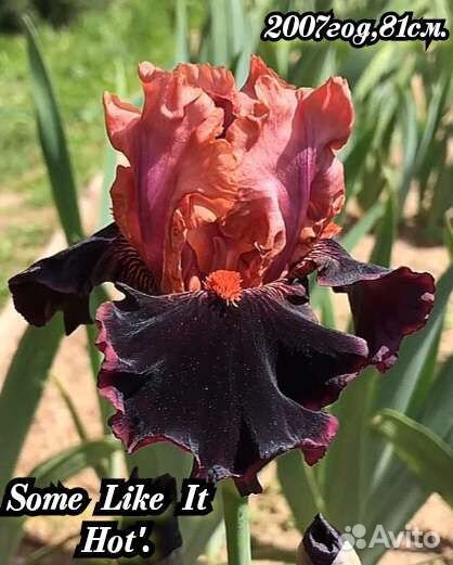 Ирисы бородатые набор-10