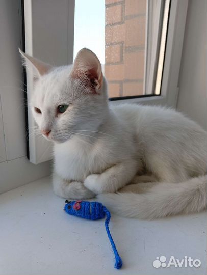 Кошка стерилизованная в добрые руки