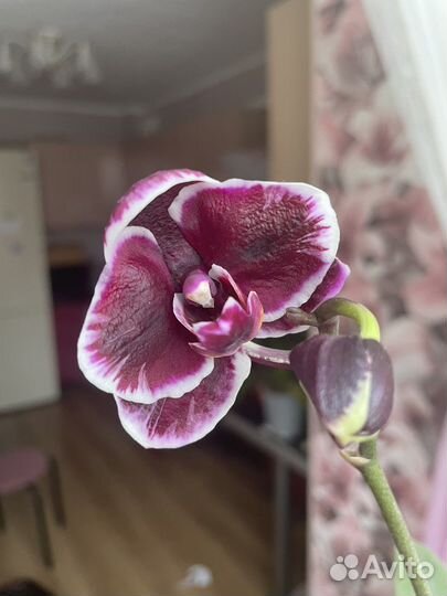 Орхидея сортовая Phal Ever Prince Star 