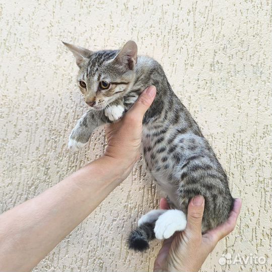 Ласковый котенок мальчик 3 месяца