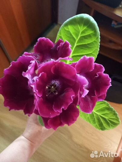 Молодые детки глоксинии