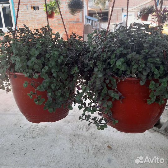 Традесканция