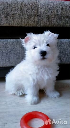 Щенки вестики