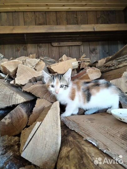 Котята в добрые руки бесплатно