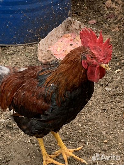 Прдам молодых петушков