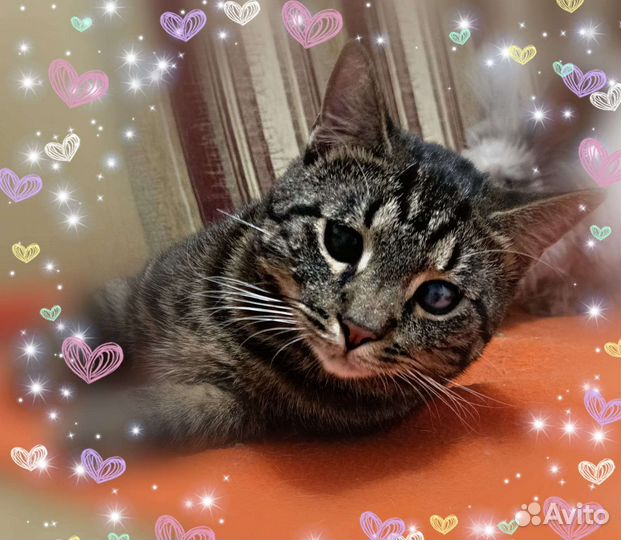 Котик в добрые руки