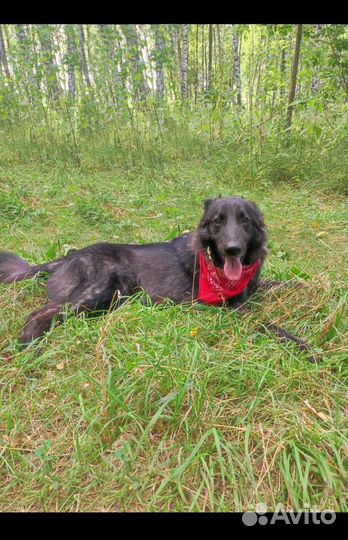 Спасите Мишку из приюта