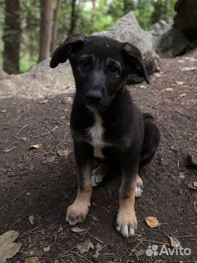 Щенок метис овчарки в добрые руки