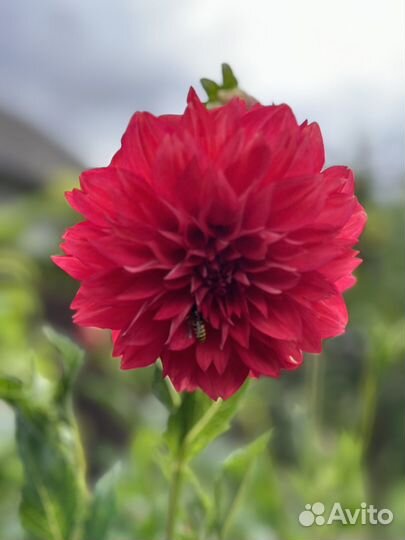 Георгины клубни