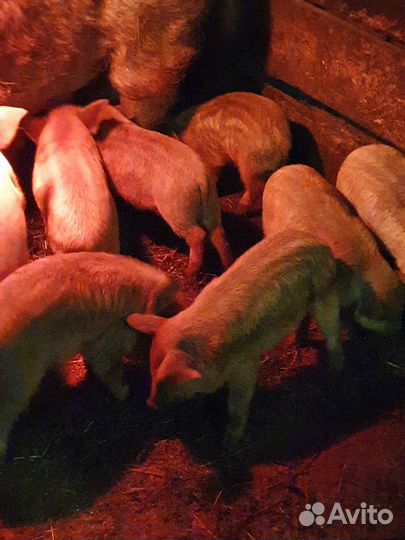 Поросята венгерская мангалица
