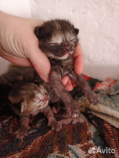 Котенок кошка кот