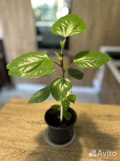 Гибискус красный