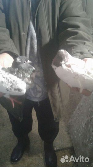 Голуби бойные