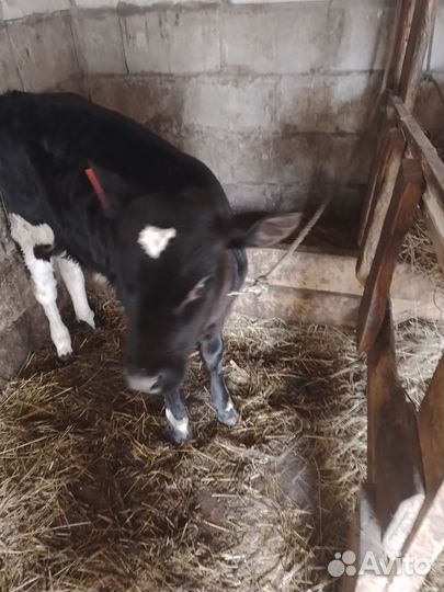 Корова дойная