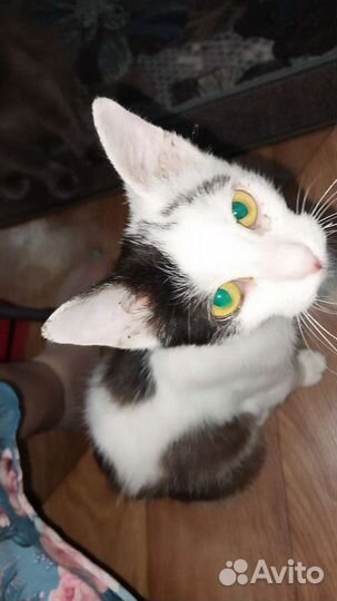 Кошка в дар бесплатно