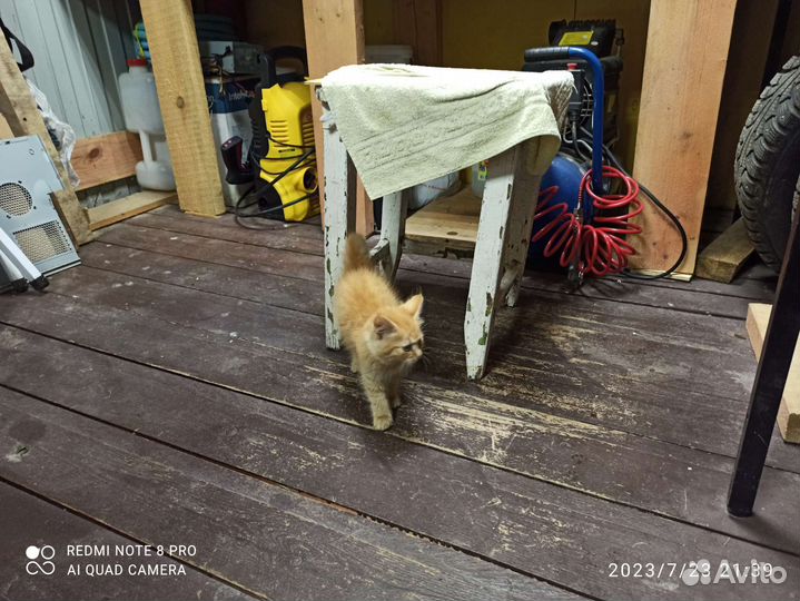 Кошечка в добрые руки