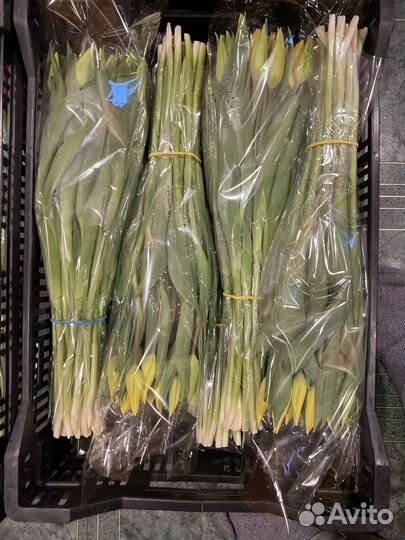 Тюльпаны к 8 марта