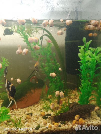 Улитки Ампулярии