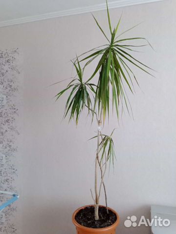 Пальма драцена
