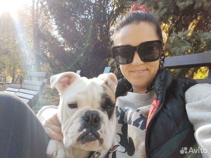 Английский бульдог